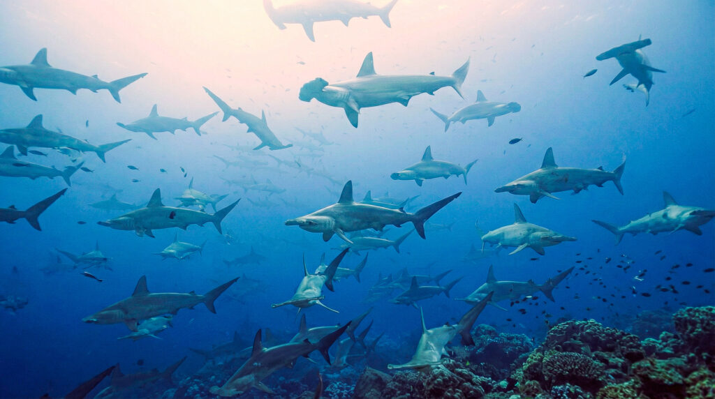 banc-de-requins-imax